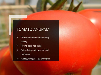 VibeX TOMATO ANUPAM SEEDS(2500 Seeds) Seed(2500 per packet)