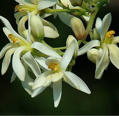 VibeX VVI-4 - Shobhanjana Miracle Tree Drumstick - (1350 Seeds) Seed(1350 per packet)