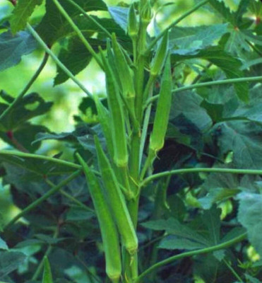 Profound Okra Lady Finger F1 Hybrid Vegetable Seeds, pack of 50 seeds Seed(50 per packet)