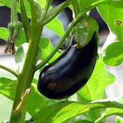 PMA Mix Brinjal Seeds, Bengan Organic Vegitable Seed, Begun Seed(100 per packet)