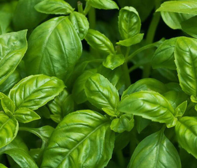 XEFRA Sweet – Italian Basil Seed(50 per packet)