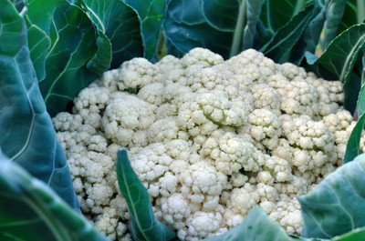 VISHSHUBH white cauliflower,gobhee seeds Seed(15 per packet)