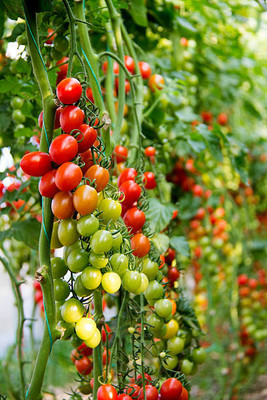 jkfarm tomato Seed(130 per packet)