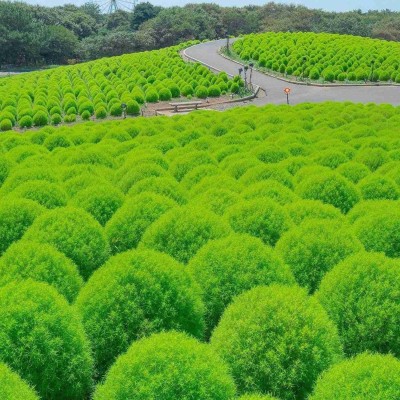 Quentova Kochia Green Bush Plant Seeds-LIV-6F Seed(100 per packet)