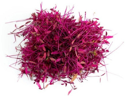 CYBEXIS AMARANTHUS RED GARNET MICROGREEN SEEDS1400 Seeds Seed(1400 per packet)