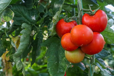 Nbtools tomato Seed(105 per packet)