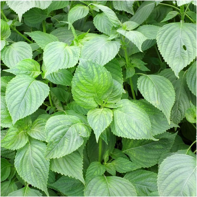 CYBEXIS LX-13 - Shiso Herb (Perilla) - (2250 Seeds) Seed(2250 per packet)