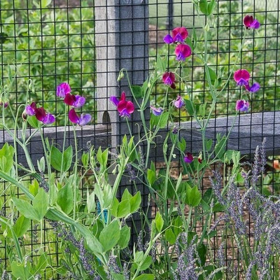 LASMA Sweet Pea 'Cupani's Original' (Lathyrus odoratus) Seed(50 per packet)