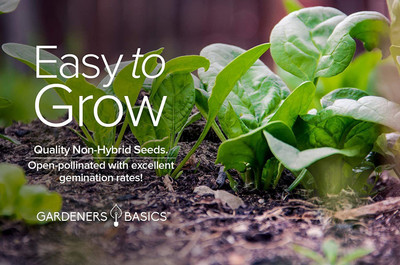 CYBEXIS XL-80 - Spinach for Planting (Viroflay) - (750 Seeds) Seed(750 per packet)