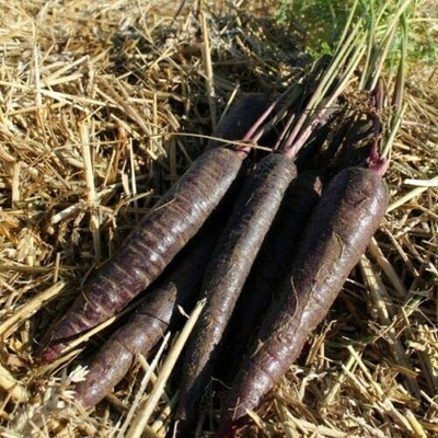 DROXTY CARROT Seed(100 per packet)