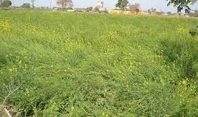 STOKIYA Hybrid black mustard seeds highest yield Verity 5 kg pouch Seed Seed(1 per packet)