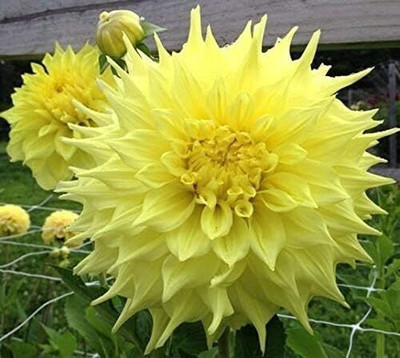 CRGO DAHLIA Seed(5 per packet)
