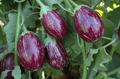 CYBEXIS PUAS-9 - Brinjal HT.46 Hybrid F1 Variety - (1350 Seeds) Seed(1350 per packet)