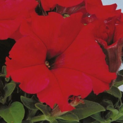 Quentova Petunia Single Red Flower-UK-4V Seed(50 per packet)