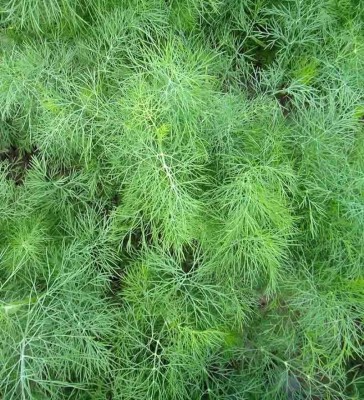 GRAXY Green Dill Herb Plant Seed(200 per packet)