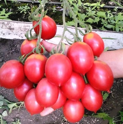 DIVINE TOMATO , TAMATAR Seed(250 per packet)