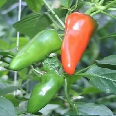 SeeGreen F1 Hybird Chilli Seeds, Green Chilli, Hot Paper Chilli, Organic Chilli Seed(150 per packet)