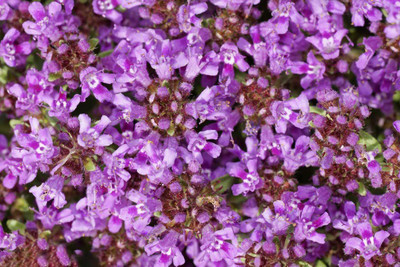 VibeX ® VLR-146 Mother of Creeping Thyme Seeds Seed(200 per packet)