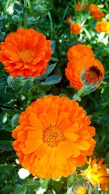 SARKAR calendula flowers seed, flowers seed Seed(30 per packet)