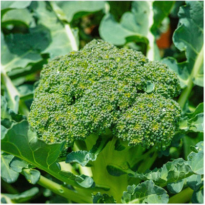 WILLVINE MAH -VI Organic Green Sprouting Calabrese Broccoli [10g]- 3000 Seeds Seed(10 g)