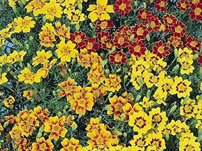 CYBEXIS XL-63 - Marigolds Mexican Mix - (2250 Seeds) Seed(2250 per packet)