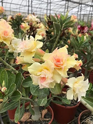 CRGO ADENIUM Seed(95 per packet)