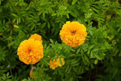Shyamkripa Criation marigold/gende ka phool flower seeds Seed(50 per packet)