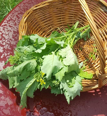 WILLVINE MAH -XII Spring Rapini Broccolini Broccoli Broccoletti Turnip [1g] Seed(300 per packet)