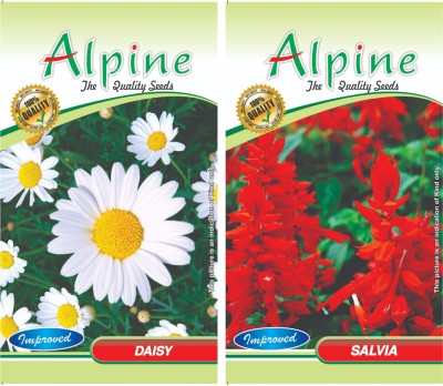 agri max gardens Daisy, salvia Seed(30 per packet)