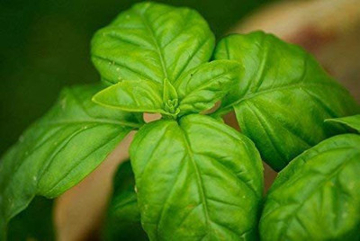 CYBEXIS GBPUT-10 - Sweet Basil Genovese - (4500 Seeds) Seed(4500 per packet)