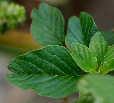 Aywal Amaranthus Leaf Cholai Green Saag Seed(460 per packet)