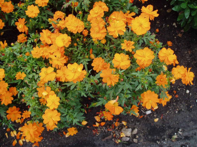 Quentova Cosmos Cosmic Orange-2E-HQ Seed(75 per packet)