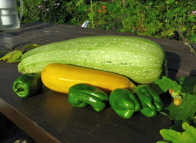 Qualtivate ICRA6-A Zucchini Courgette Squash Summer Mix Seed(30 per packet)