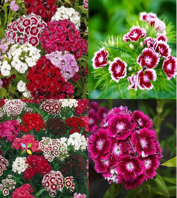 ibains Sweet william mix seeds beez 20 Seed(20 per packet)