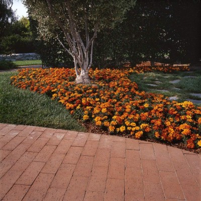 Qualtivate XLL-197 Durango Bolero French Marigold Seed(500 per packet)