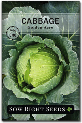 WILLVINE GBPUT -XIII Golden Acre Cabbage Seed [50g] Seed(15000 per packet)