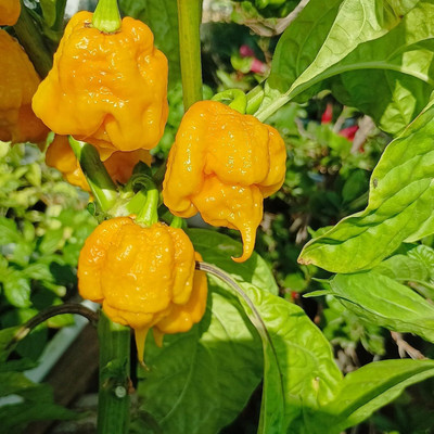 Biosnyg F1 Hybrid Yellow Carolina Reaper Chilli Seeds For Planting-(4000 Seeds) Seed(4000 per packet)