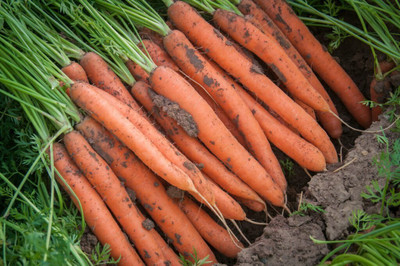 the green dotcom Desi Long Carrot Vegetable Seeds, Gaajar Seed(102 per packet)