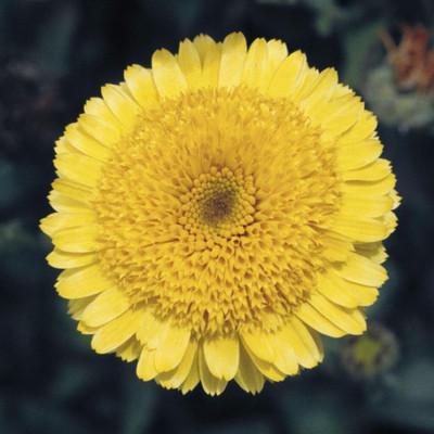 CRGO CALENDULA Seed(20 per packet)
