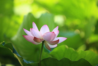 Darshan Sandhya lotus,kamal gatta Seed(14 per packet)