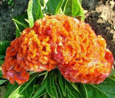 Avysa COCKSCOMB ORANGE DWARF Celosia Seed(5 per packet)