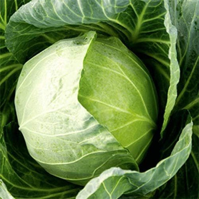 WILLVINE VMR -V Seeds Cabbage Late Green Heirloom [1g] Seed(300 per packet)