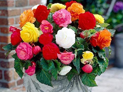 CYBEXIS PAU-28 - Begonia Double Flower Mix - (30 Seeds) Seed(30 per packet)