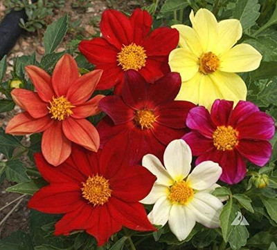 Qualtivate LX-197 Flowers Dahlia Funny Guys Mix Seeds Seed(50 per packet)