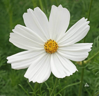 CYBEXIS Cosmos Bipinnatus Seeds - Pure White (Cosmos 'Purity') Seed(25 per packet)