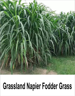 grassland Grassland Napier Fodder Grass Seed or Elephant grass Seed(1 kg)