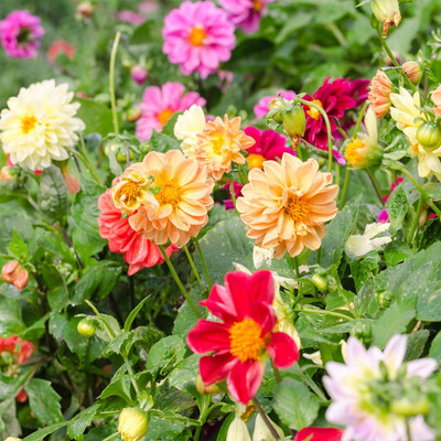Biosnyg Dahlia Flower Seed - Mix[100 Seeds] Seed(100 per packet)