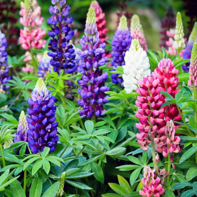 Quentova Lupine Summer Blend - Lupinus Polyphyllus Flower-IACR-9Z Seed(100 per packet)