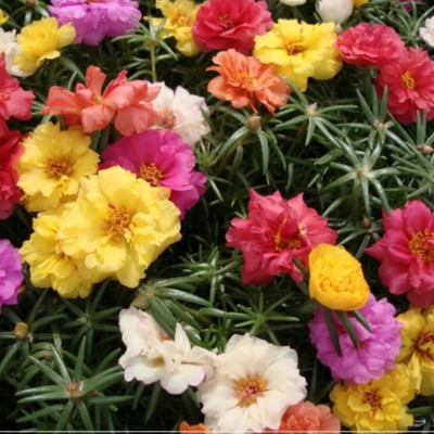 Lorvox 12'0 Clock Flower Seed(75 per packet)
