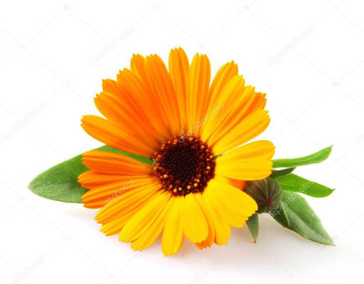 Lorvox Calendula Mix Flower Seed(78 per packet)